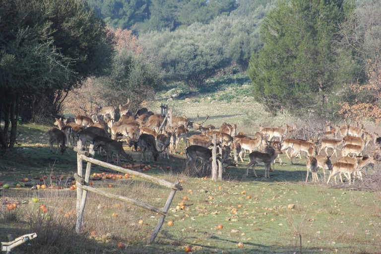 Azienda agricola Papparicotta