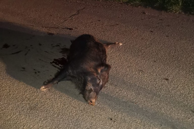 Cinghiale investito ad Andria