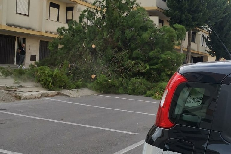 Albero pericolante a San Valentino