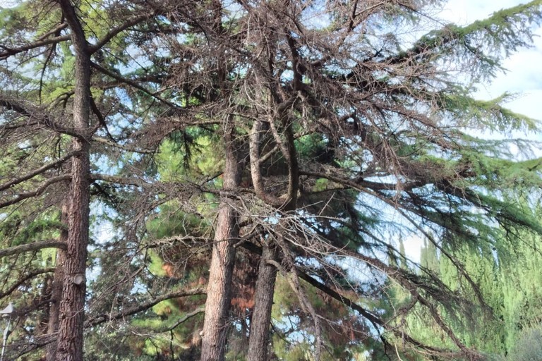 Alberi