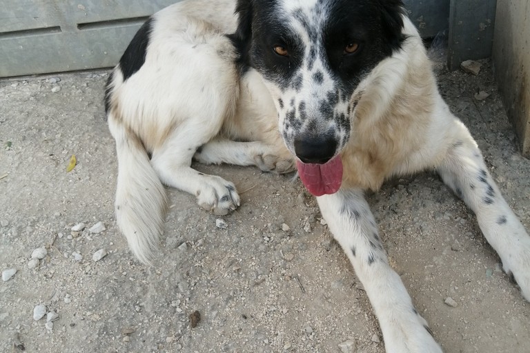 La cagnolina Cinzia