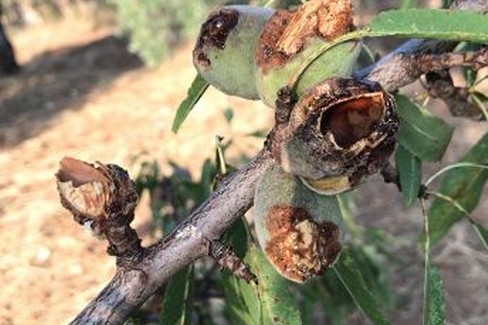 frutta mangiata dai pappagallini