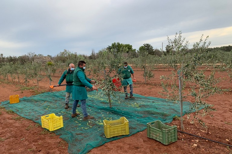 raccolta olive