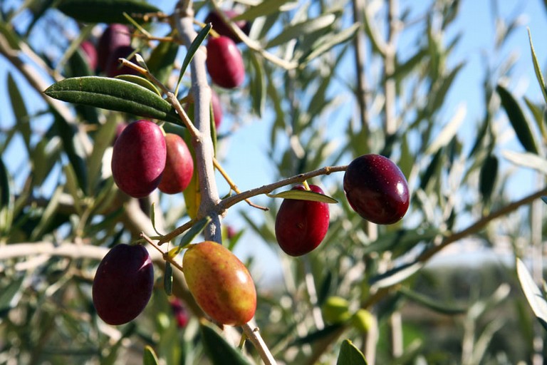 olive