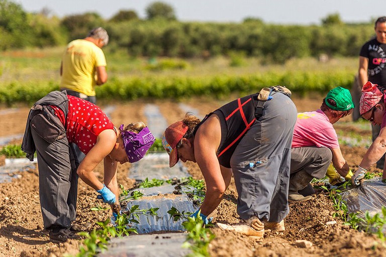 lavoro agricolo