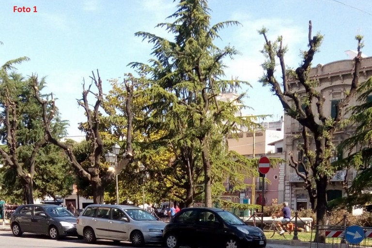potature effettuate in piazza Catuma sui lecci esistenti