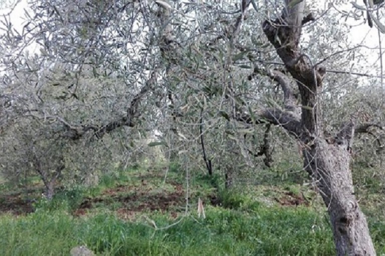 Xylella