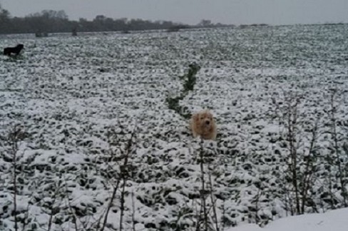 maltempo con neve e gelo