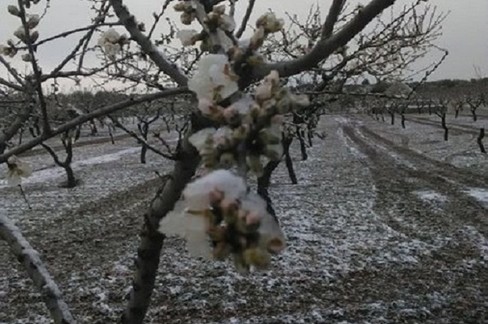 Danni per il gelo in agricoltura