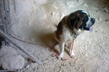 Maltrattamento cani