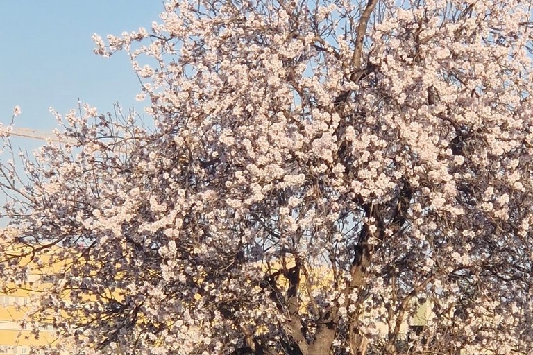 mandorli in fiore
