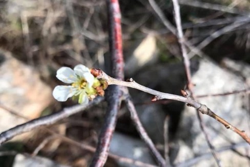 mandorlo in fiore
