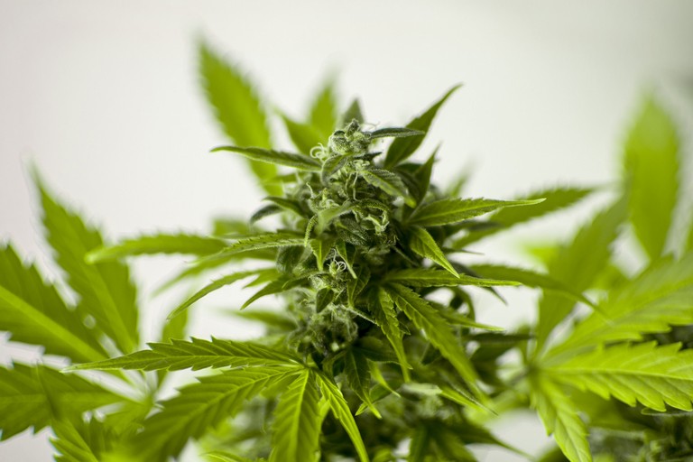 Cannabis