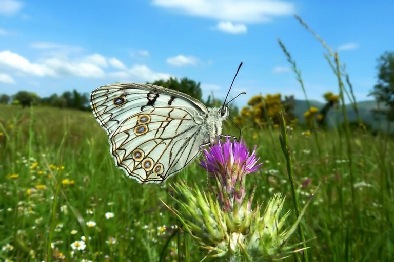 Farfalla