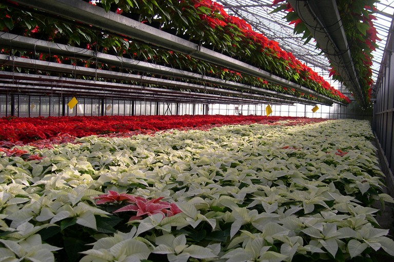 fiori