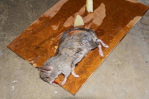 Ratto rinvenuto in via Basilicata