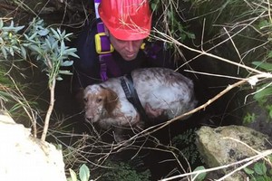 Cane da caccia salvato dalla Misericordia
