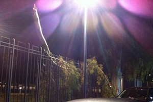 Albero caduto in villa comunale