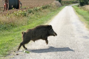 Cinghiale