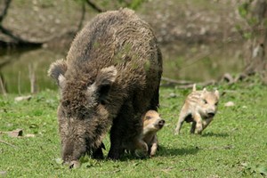 Cinghiale