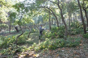 Sequestro Bosco Corpo Forestale dello Stato