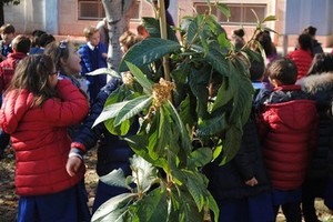 Festa dell'Albero: le scuole