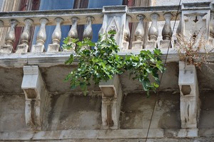 Albero di fico su Palazzo Ducale