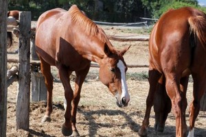 Sono 47 gli equidi sotto sequestro in un'azienda andriese