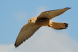 Falco Grillaio