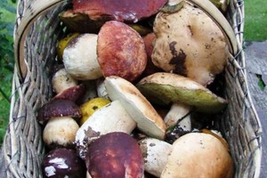 funghi