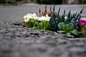 Guerrilla Gardening