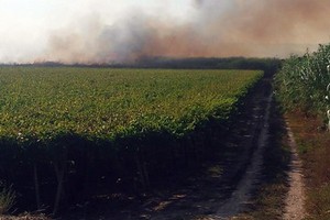 Oltre tre ettari di bosco bruciato nel Parco dell'Ofanto alla vigilia di Ferragosto