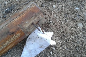 Palestra verde della pineta degrado