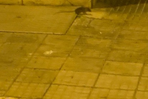 Roditore a