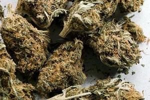 Marijuana