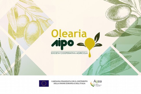 Alla scoperta del mondo olivicolo
