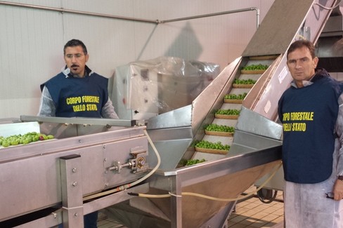 olive sequestro