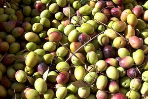 Olive