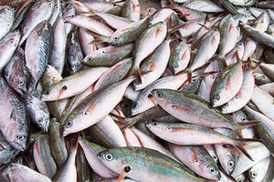 Pesce