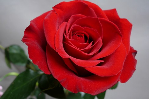 rosa rossa