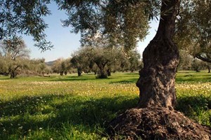Terreno Agricolo Ulivo