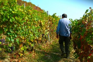 vigna agricoltori