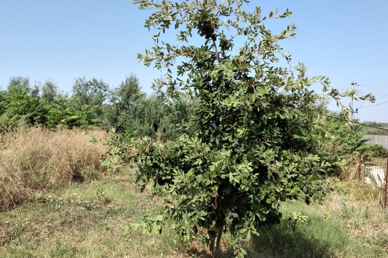 tre querce in memoria di due giovanissimi ecologisti