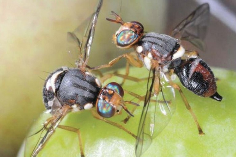 Mosca