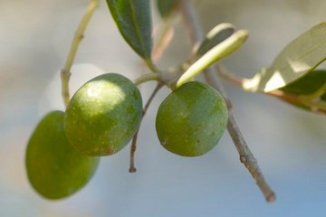 Olive