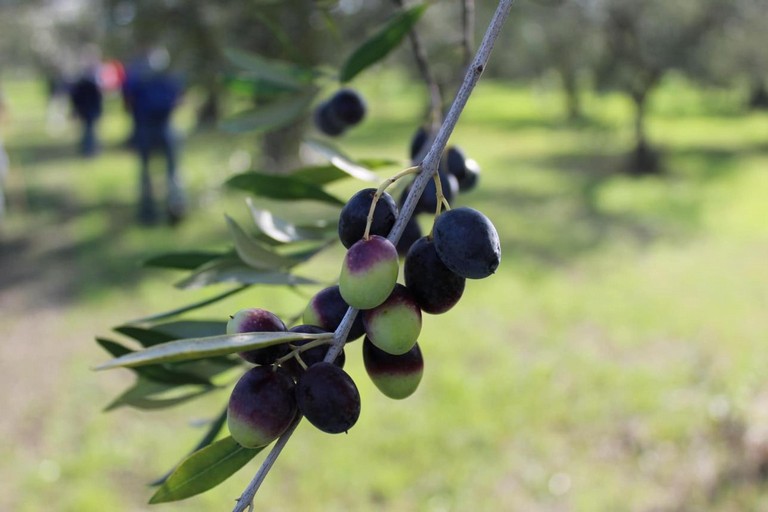 Olive