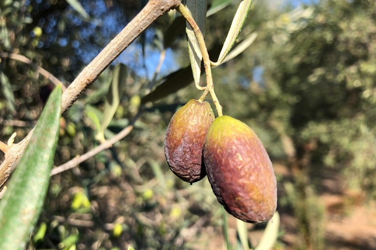siccità: olive avvizzite e campi a secco