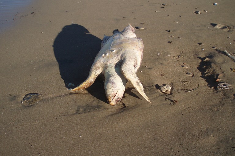 tartaruga marina spiaggiata