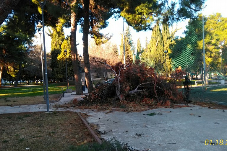 alberi abbattuti