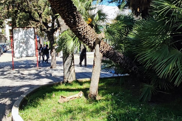 palma di piazza Cappuccini